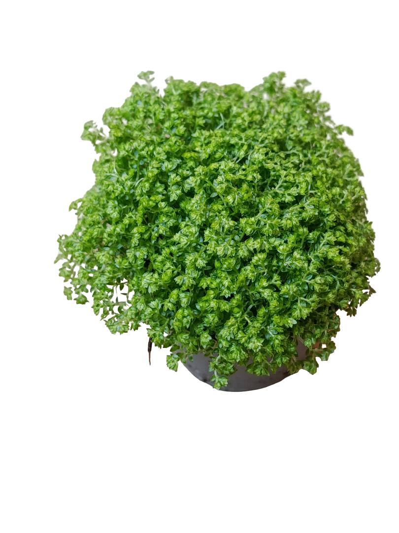 Mini Planta Selaginella Apoda Para Interior Y Terrarios Ø6_0