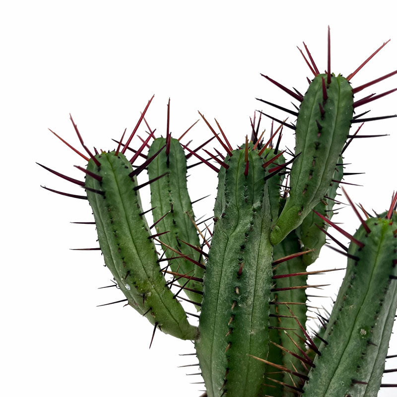 Euphorbia Ferox Cactus Y Suculentas M8,5 cm Ø_2