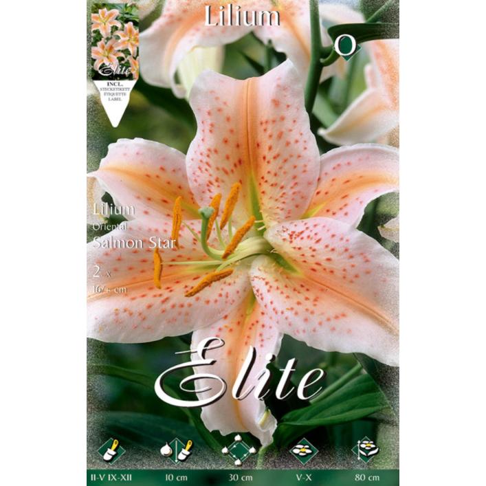 Lilium Oriental Salmon Star Bulb 2 unidades