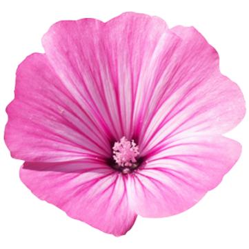 Gel de Limpeza Sensível Lavera Basis 125 ml