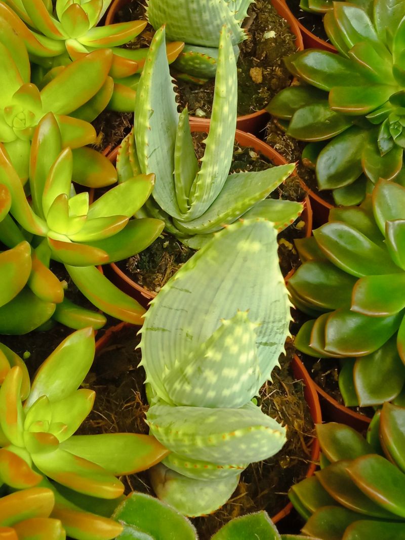 Suculentas Y Cactus Variedad #12 Planta Sin Id_0