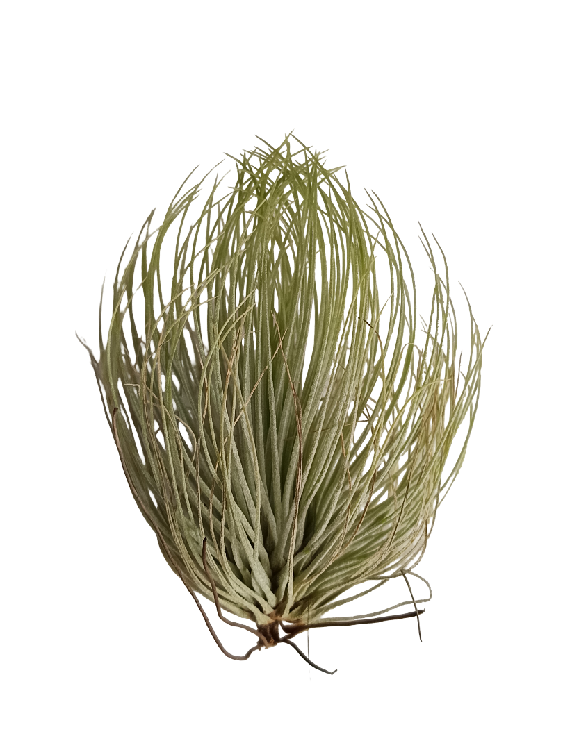 Tillandsia Andreana Planta Natural Clavel Del Aire_0