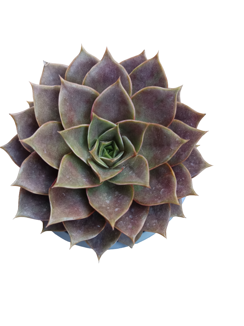 Echeveria Impi Planta Suculenta De Sol Roja Grande Ø13_0