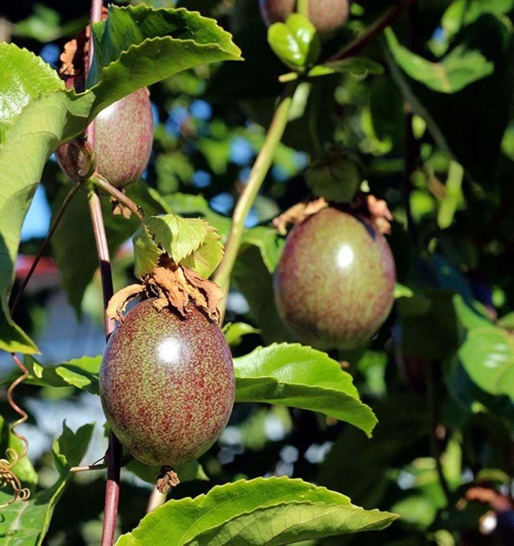 Fruta De La Pasión O Maracuyá - Caja De 9kg_5