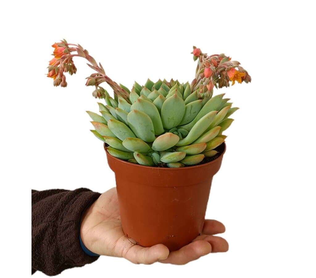 Echeveria Prima Opalina M13_0