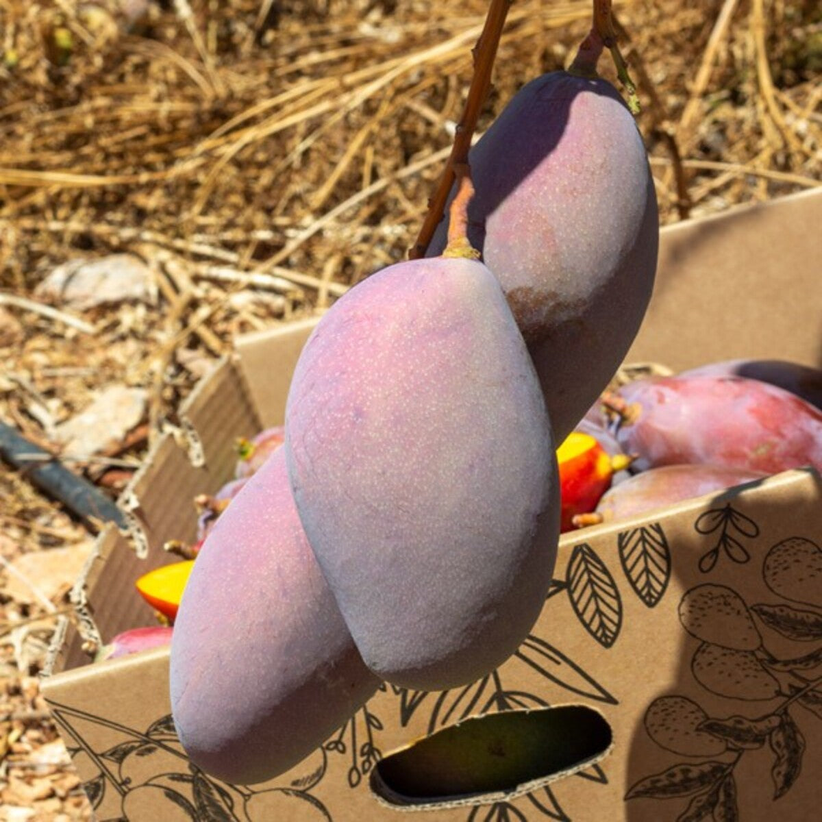 Mangos Ecológico Osteen Caja De 2kg_5
