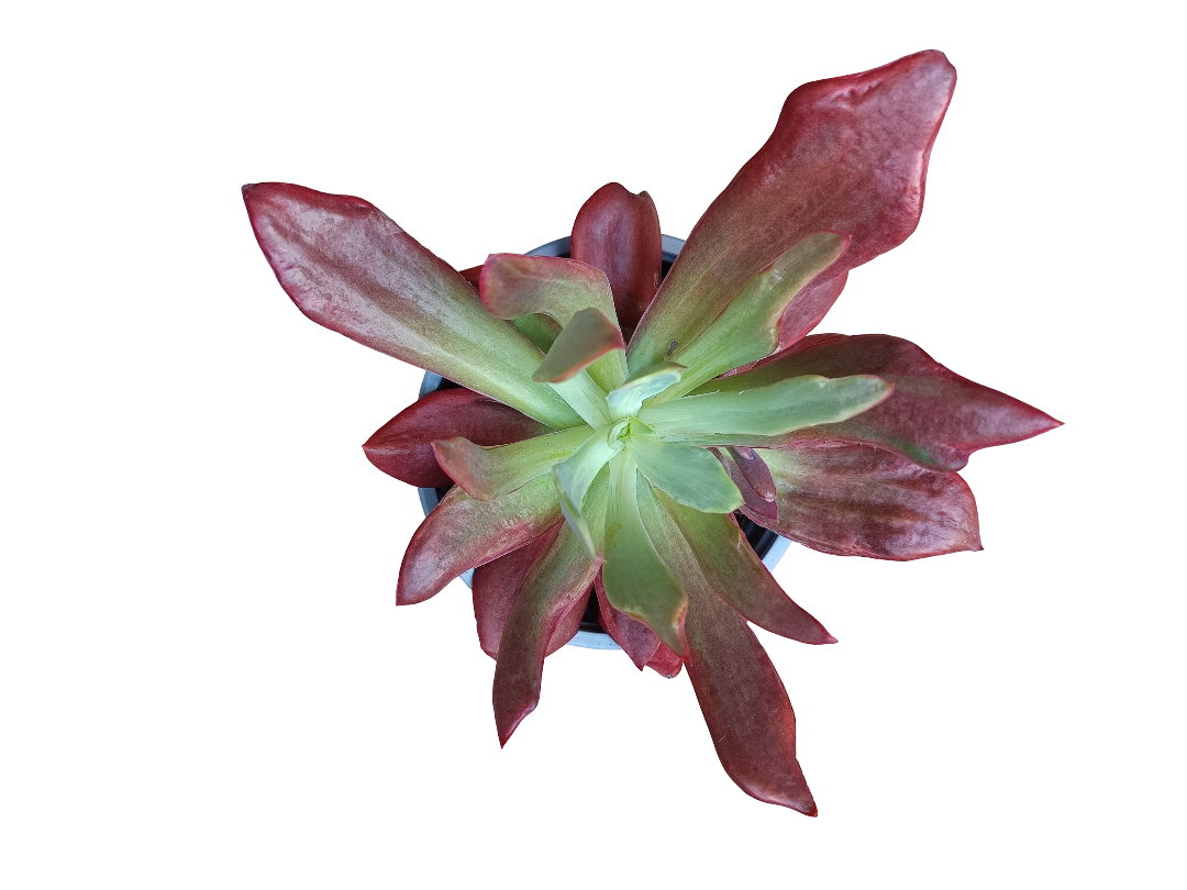 Echeveria Diamond State Planta Suculenta Sol Ø13_0