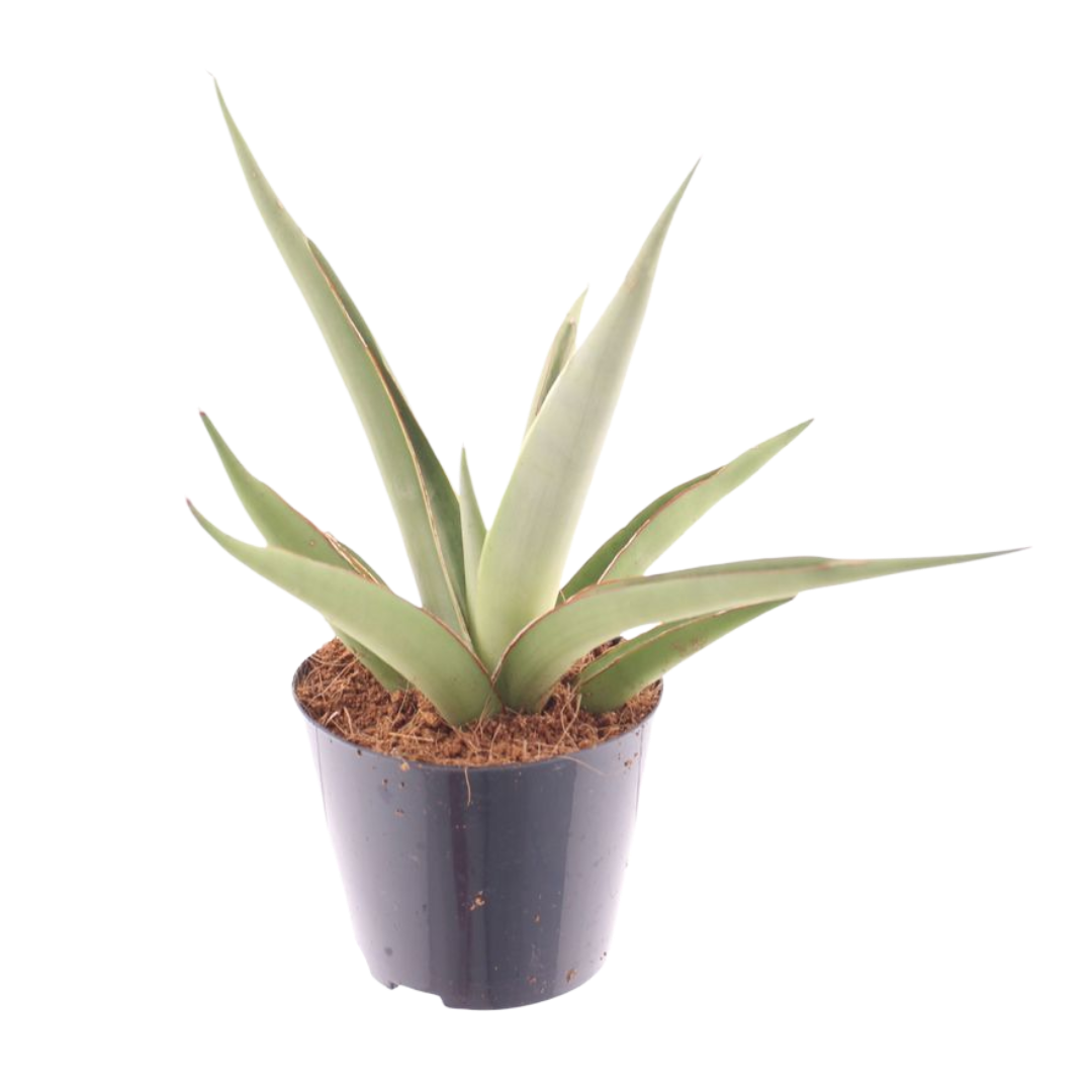 Planta Natural Sansevieria 'lotus' 1 Ud Ø 8.5 Alt. 15_0