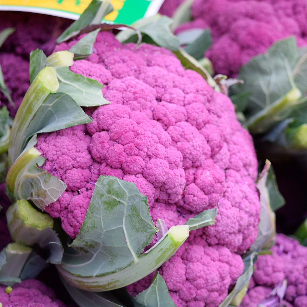Plantón Coliflor Morada - PlantaBo_1