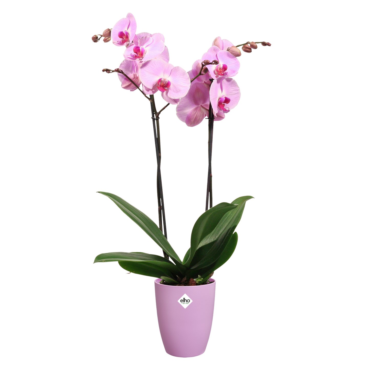 Vaso de orquídeas Brussels High Elho Vivid Violet
