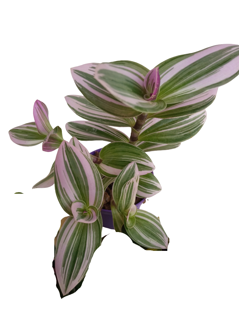 Tradescantia Nanouk Ø7 Planta De Interior Colgante_0