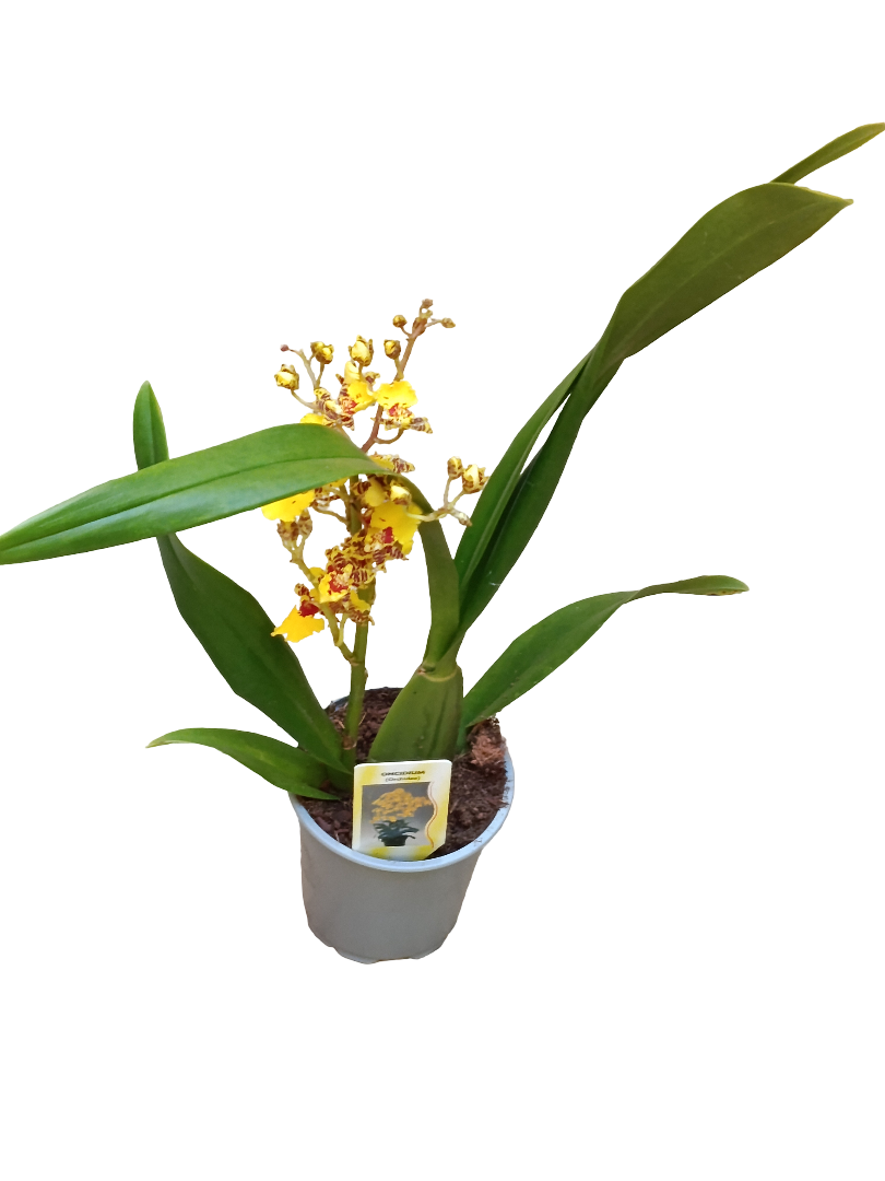 Orquidea Oncidium Planta Natural Ø10_0