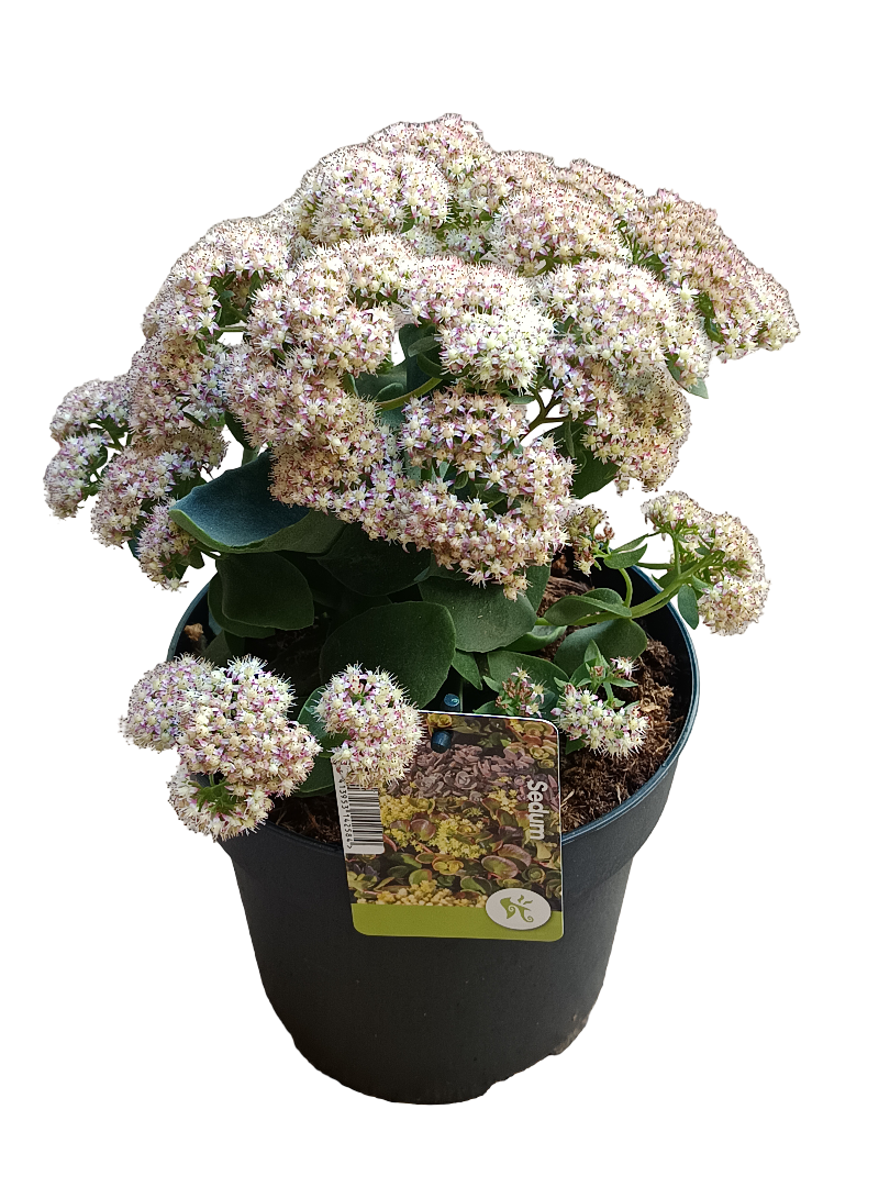 Sedum Telephium Rose Charm Planta Suculenta Ø17_0