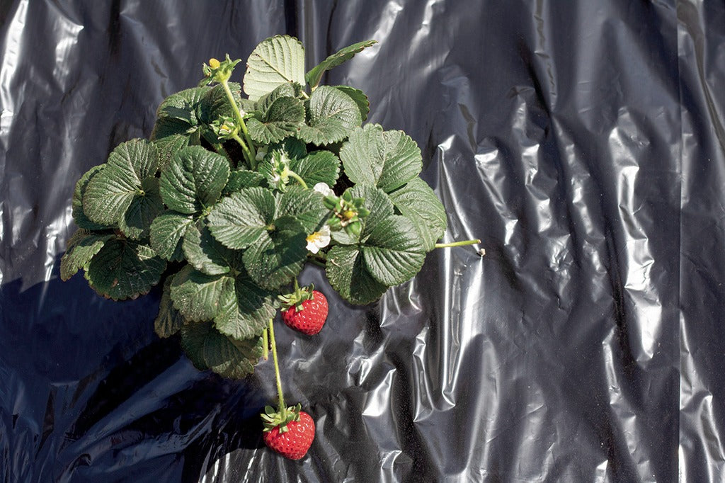 Filme de cobertura morta Fresafilm Nortene 1,4 x 10 m