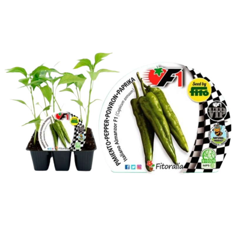 Pack plantones pimiento Italiano Almanzor híbrido 6 ud. natural - Fitoralia_0