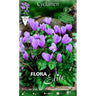 Bolbos Elite Cyclamen hederifolium 3 unidades