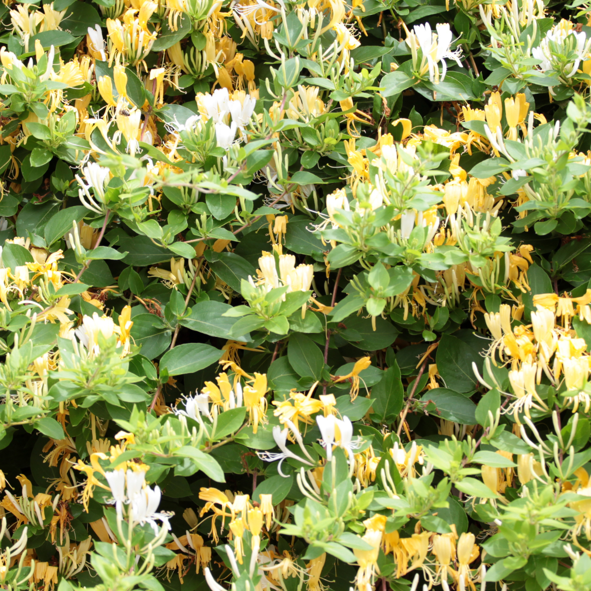 Madreselva - Lonicera Henryi 'copper Beauty' - Altura 110-120cm - ⌀17cm_4