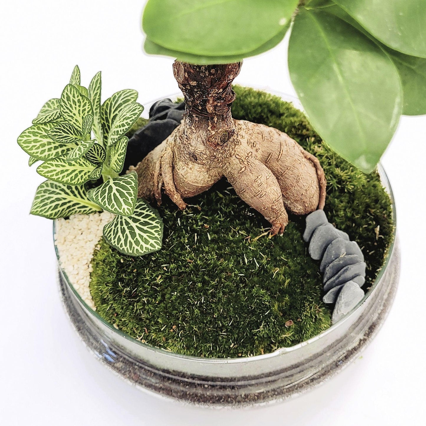 Terrário Madagascar Hole Ficus Retusa Ø19 x 30 cm