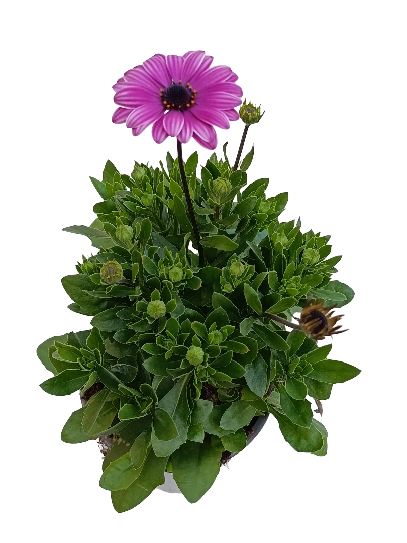 Dimorphoteca Flor Rosa Planta De Flor Ø14_0