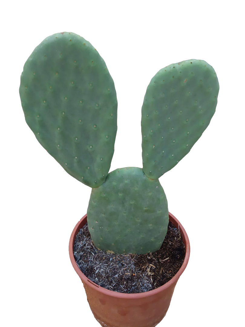 Opuntia Titania Planta De Sol Ø20 Cactus Unico_0