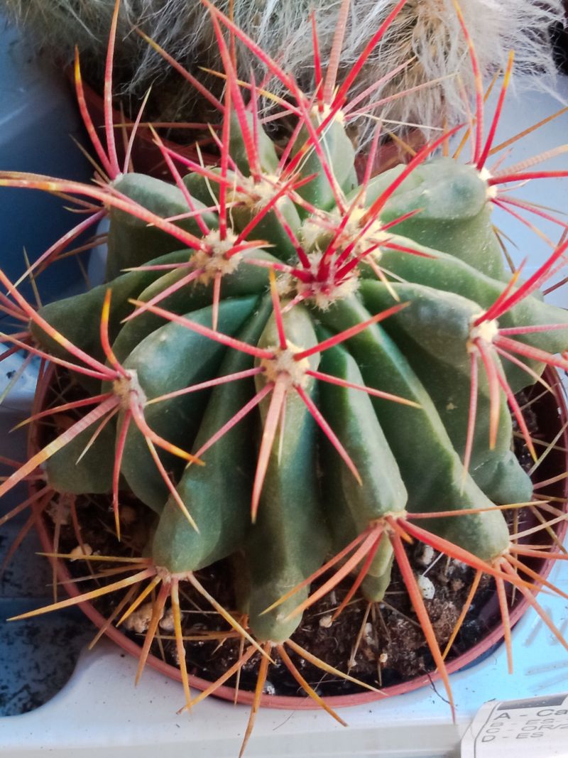 Planta Cactus Ferocactus Stainesii Ø8 Cm_0
