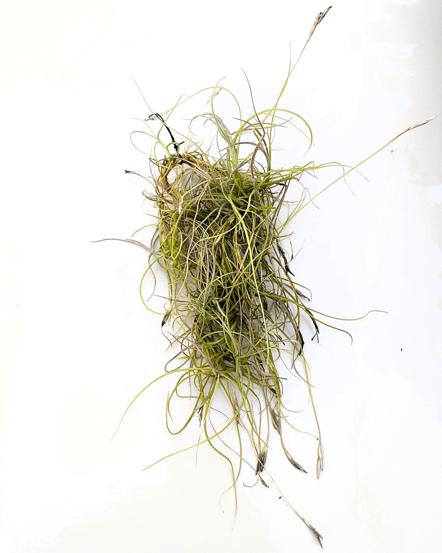 Tillandsia mallemontii; planta del aire enmarañada, flores fragantes; Curiosarium; altura 15-35 cm, diámetro 10-15 cm_2