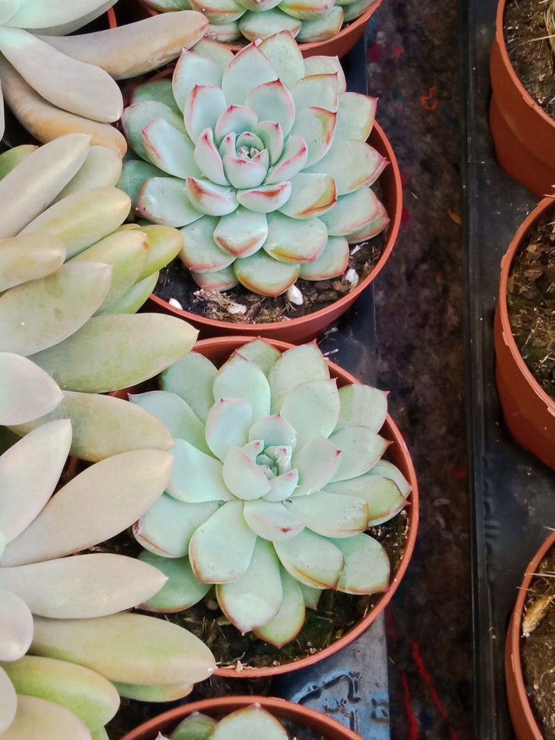 Suculentas Y Cactus Variedad #20 Planta Sin Id_0