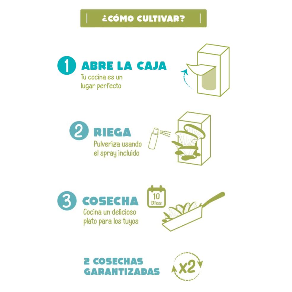 Kit de autocultivo de cogumelos gourmet de bolso