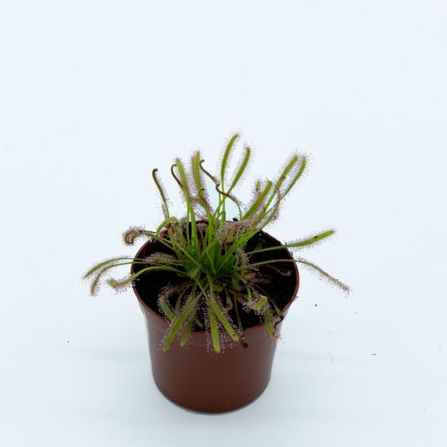 Sementes de plantas carnívoras Drosera capensis