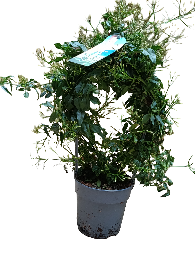 Jasmin Polytanthum Rosa Planta De Flor Ø12 Jazmin_0