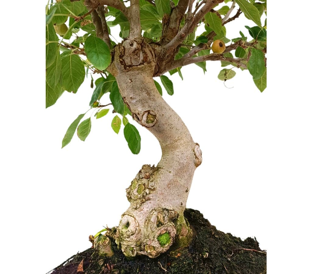 Bonsai Malus 20 Años (manzano)_2