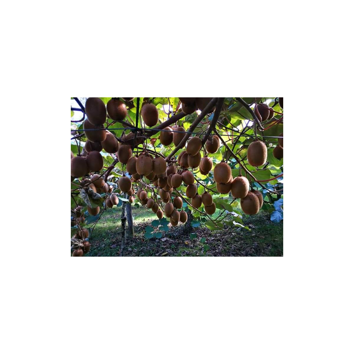 Elaborado com Maçã e Kiwi Biológicos sem adição de açúcar Ékolo 700 g