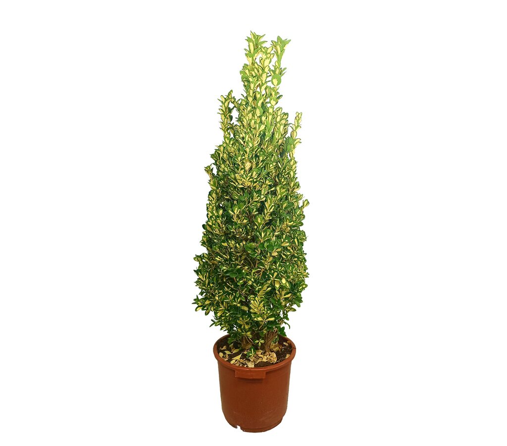 Euonymus Luna M35 160-180cm_0