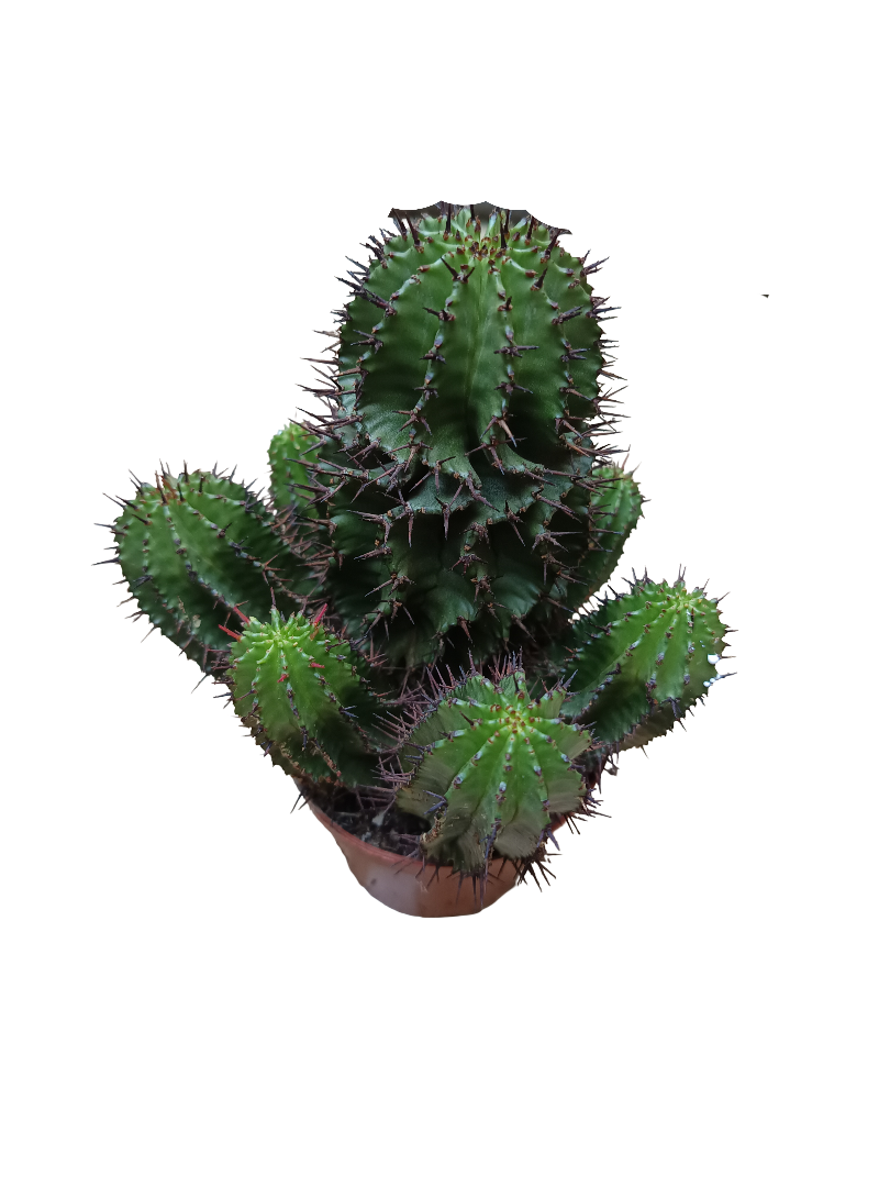Planta Cactus Euphorbia Horrida Ø8 Cm_0