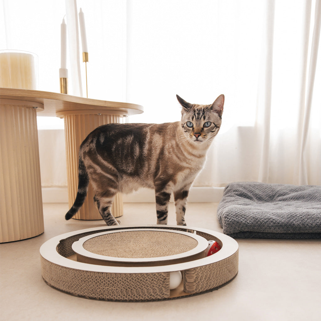 Juguete Interactivo Rascador Para Gatos