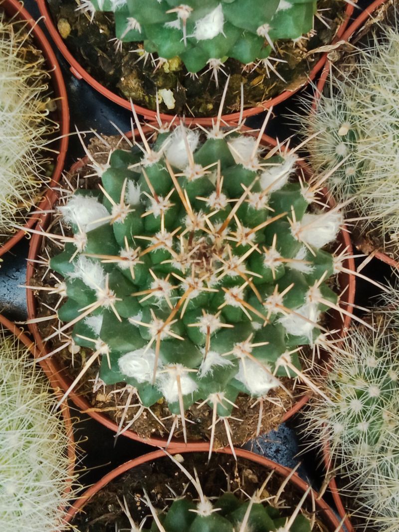 Mammillaria Nejapensis Cactus Planta Suculenta_0