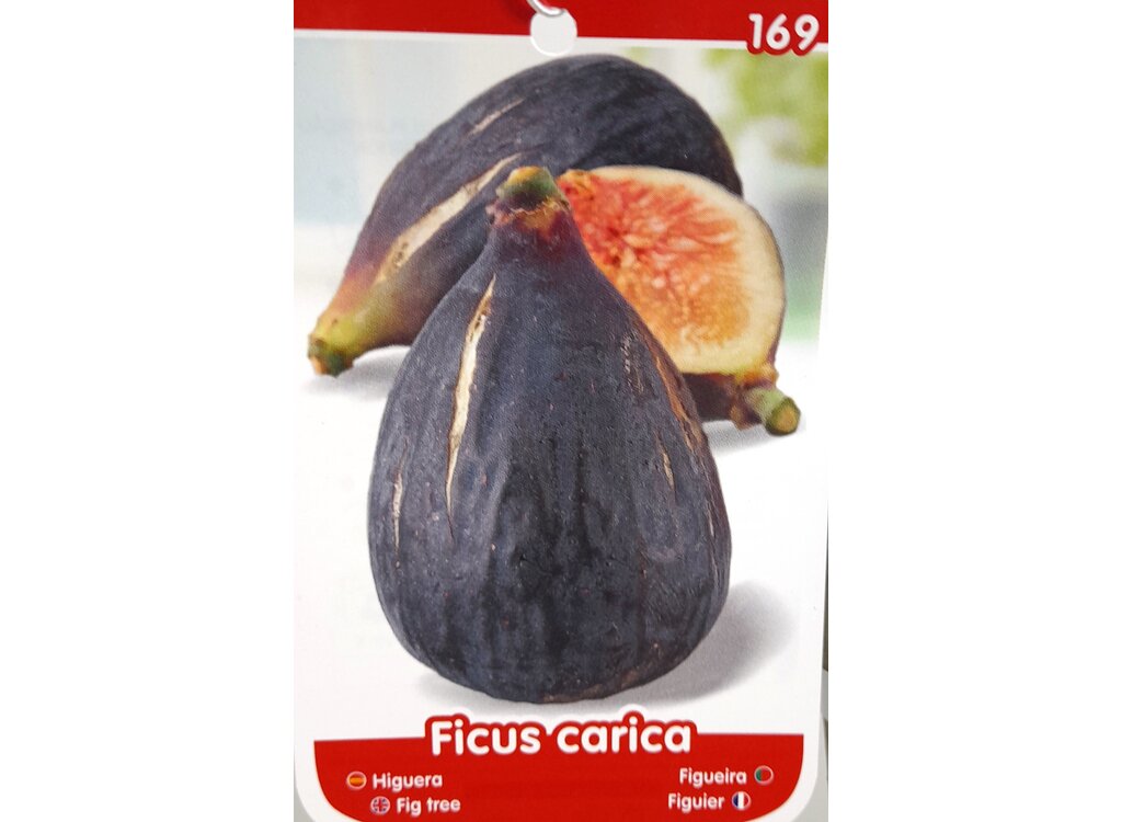 Higuera Brevera Negra M25 150cm_2