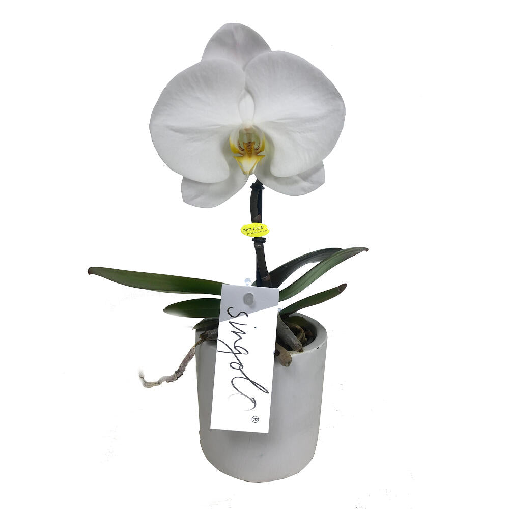 Orquidea Phalaenopsis Singolo M9 35cm_0