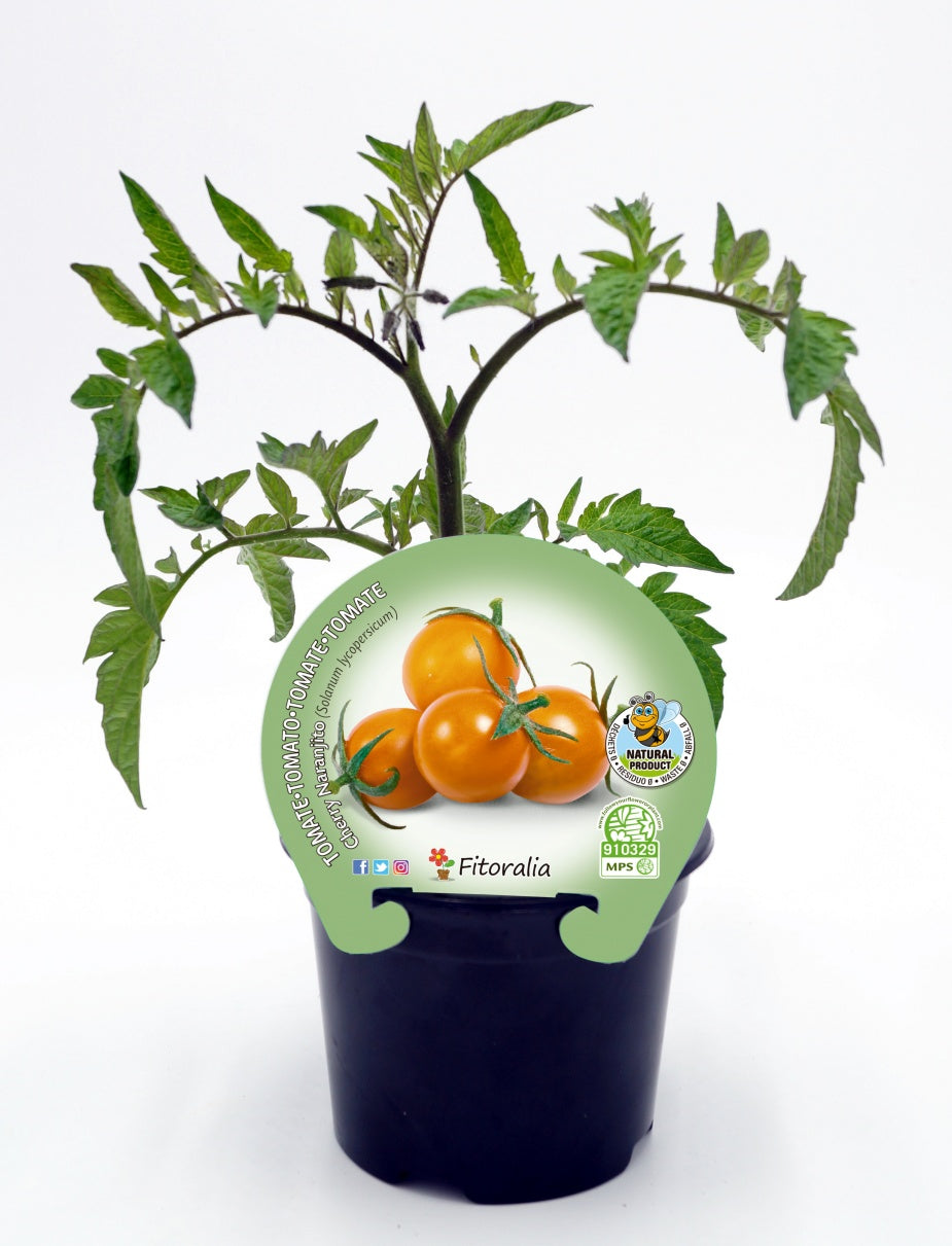 Plantón Tomate Cherry Naranjito En Maceta 10,5 Cm. Natural - Fitoralia_0