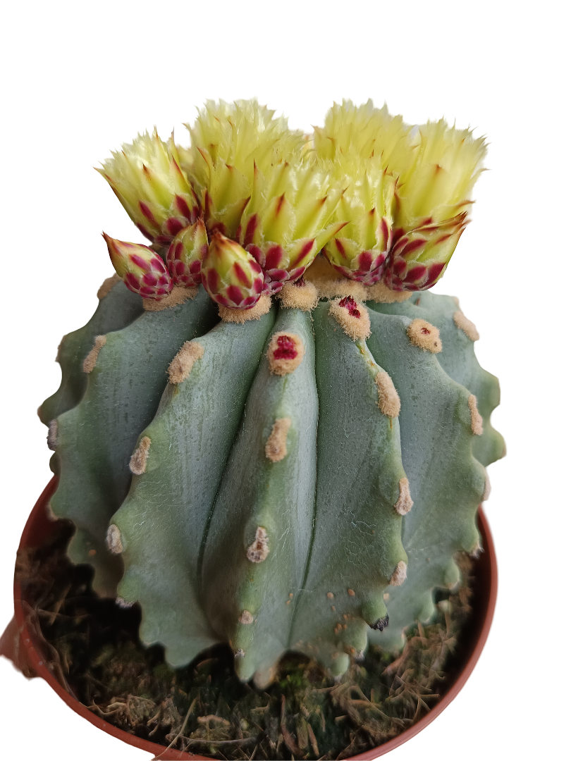 Ferocactus Glaucescens Inermis Cactus Ø13_0