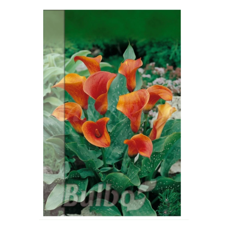Bulbo Calla Naranja_0