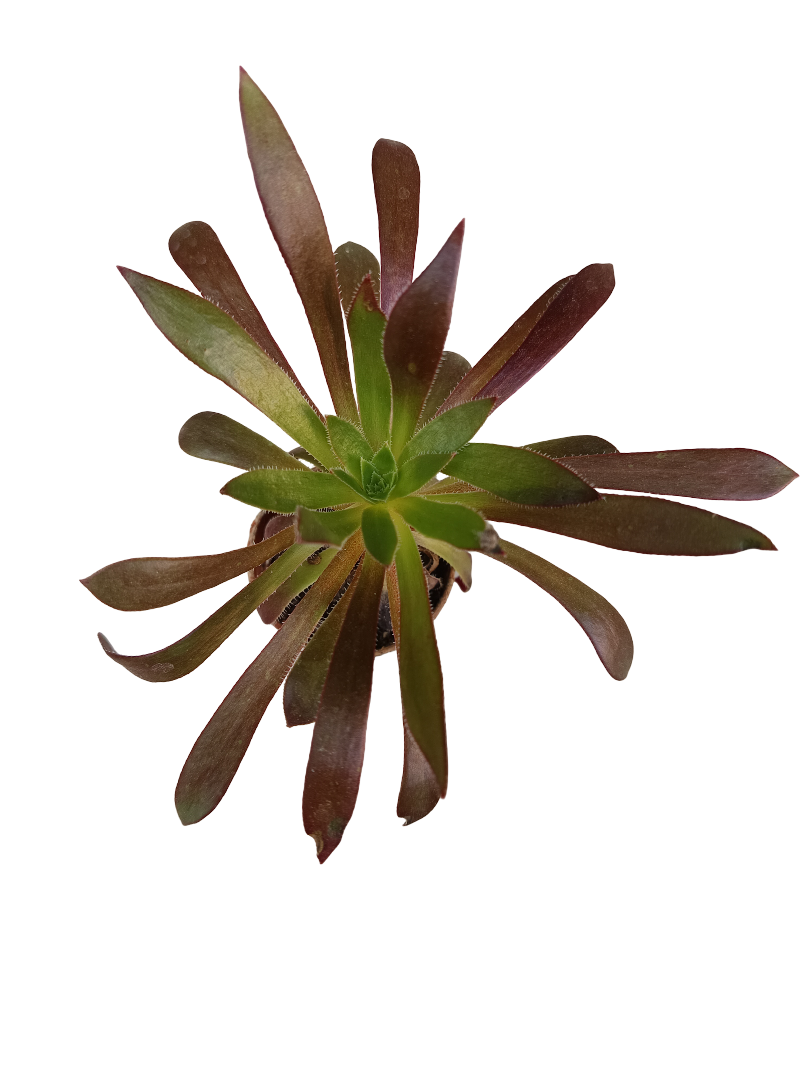 Aeonium Firecracker Planta Suculenta Ø5_0
