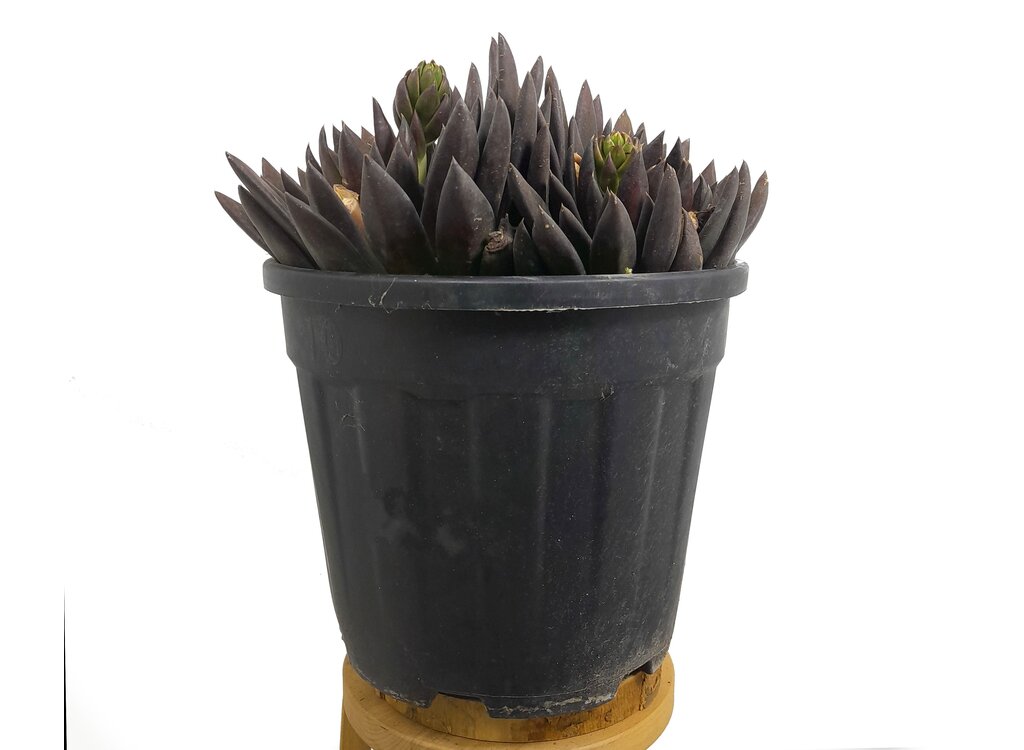 Echeveria Affinis M25 (black Night)_2