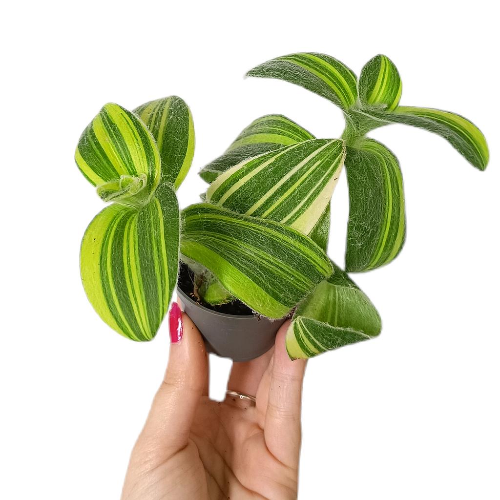 Tradescantia Sillamontana Variegata M6_0