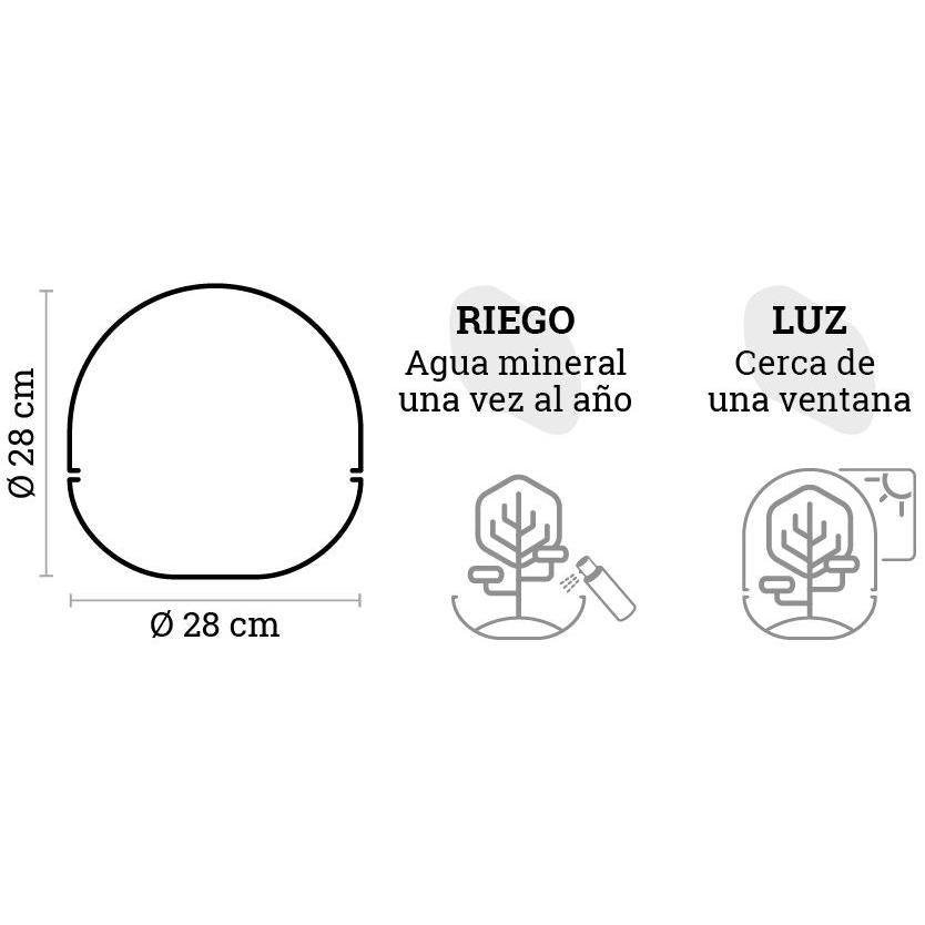 Terrário de palmeira Borneo Terra Fittonia Ø28 x 28 cm