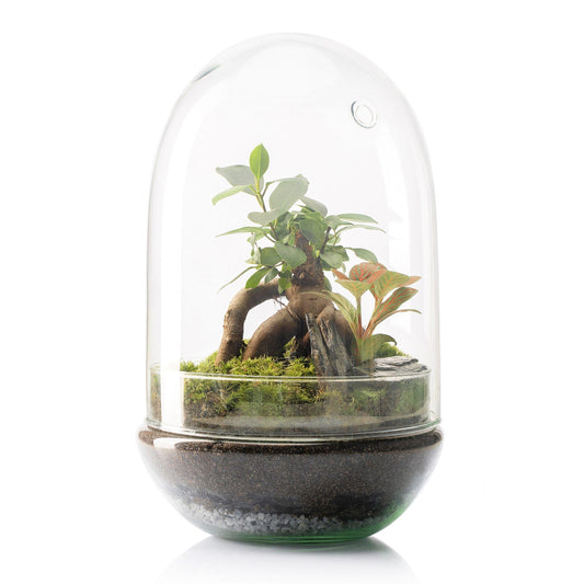 Terrário Madagascar Hole Ficus Retusa Ø19 x 30 cm