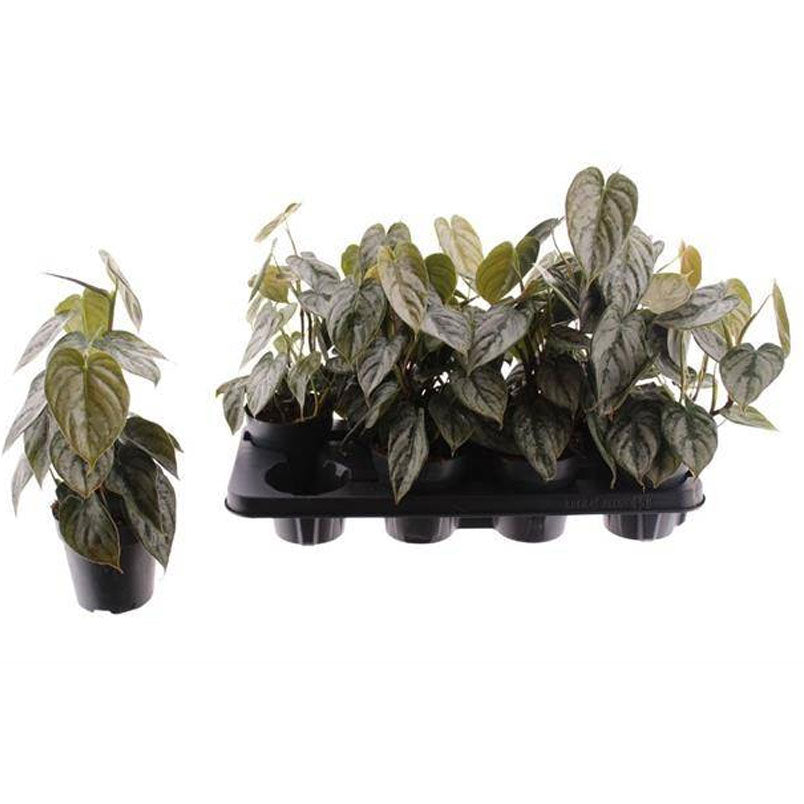 Philodendro Brandtianum Planta De Interior Ø12_0