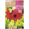 Bolbo de Amarílis Rosa 1 unidade Rocalba
