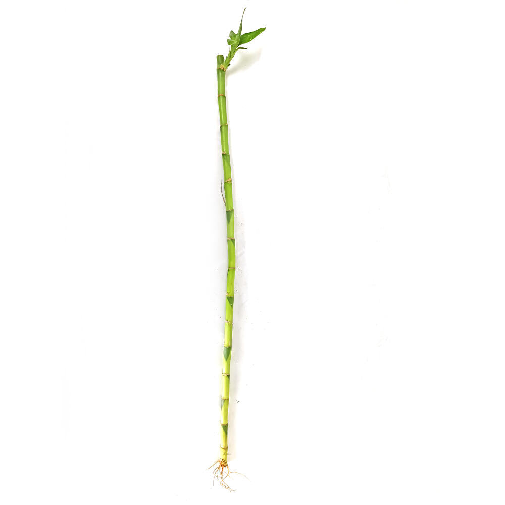 Bambusa Lucky 1 Tronco 50cm_0