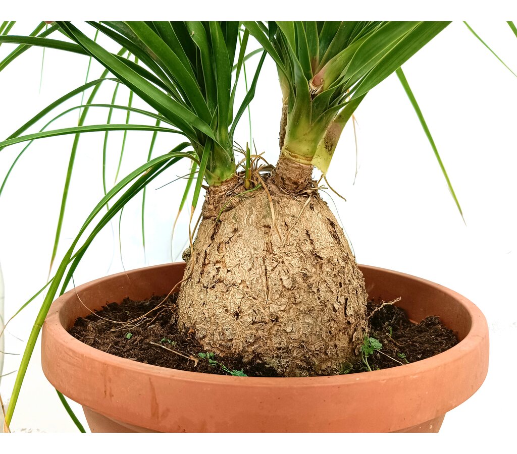 Beaucarnea Recurvata M40 80-100cm (nolina Bola) Pata De Elefante_2